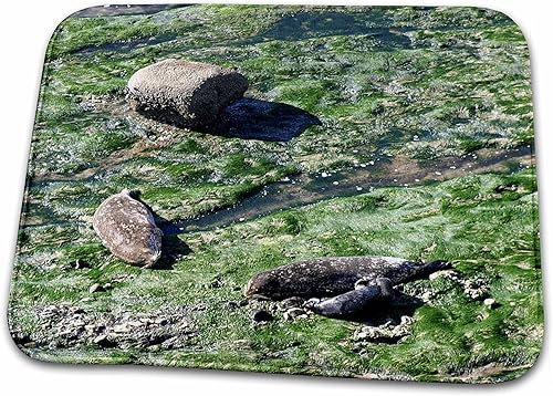 3dRose Seals at The Carpinteria Harbor Seal Rookery. - Bathroom Bath Rug Mats (rug-211622-1)
