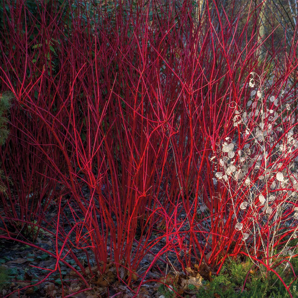 Potted Hardy Shrub Dogwood for Outdoors, Provides Winter and Autumn Colour with Red Stems, Easy to Grow, 1 x Cornus alba ‘Siberica’ Plant in a 9cm Pot by Thompson & Morgan