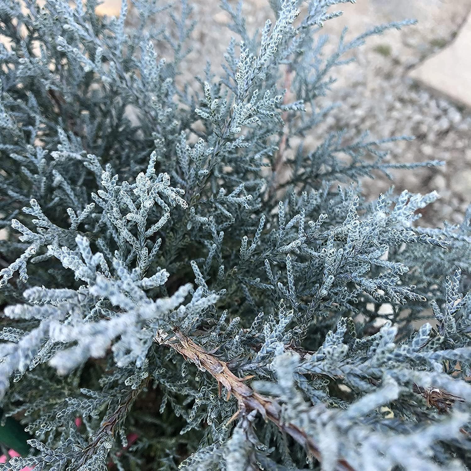 Juniper Angelica Blue | 5 Live 4 Inch Pots | Juniperus chinensis ‘Angelica Blue’ | Evergreen Ground Cover Plants | Drought-Tolerant Landscaping Shrub