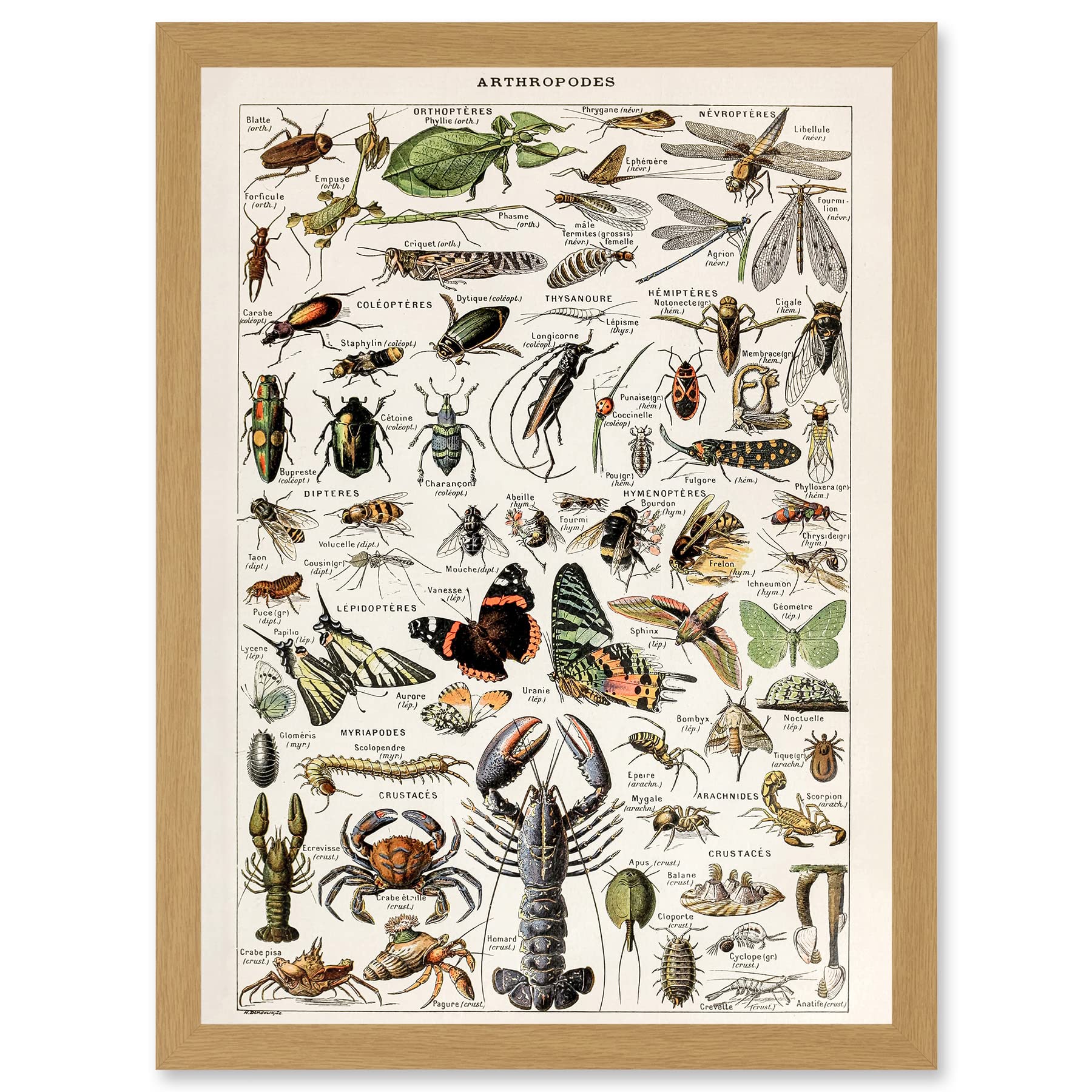 Artery8 Millot Encyclopedia Arthropods Exoskeletal Animals Nature Artwork Framed Wall Art Print A4