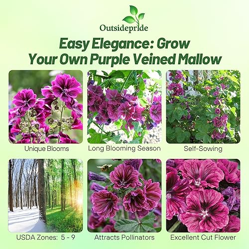 Miniatura 2 de Outsidepride Malva sylvestris Bibor Felho French Hollyhock, AKA Malva, Semillas de flores de jardín perennes - 50 semillas