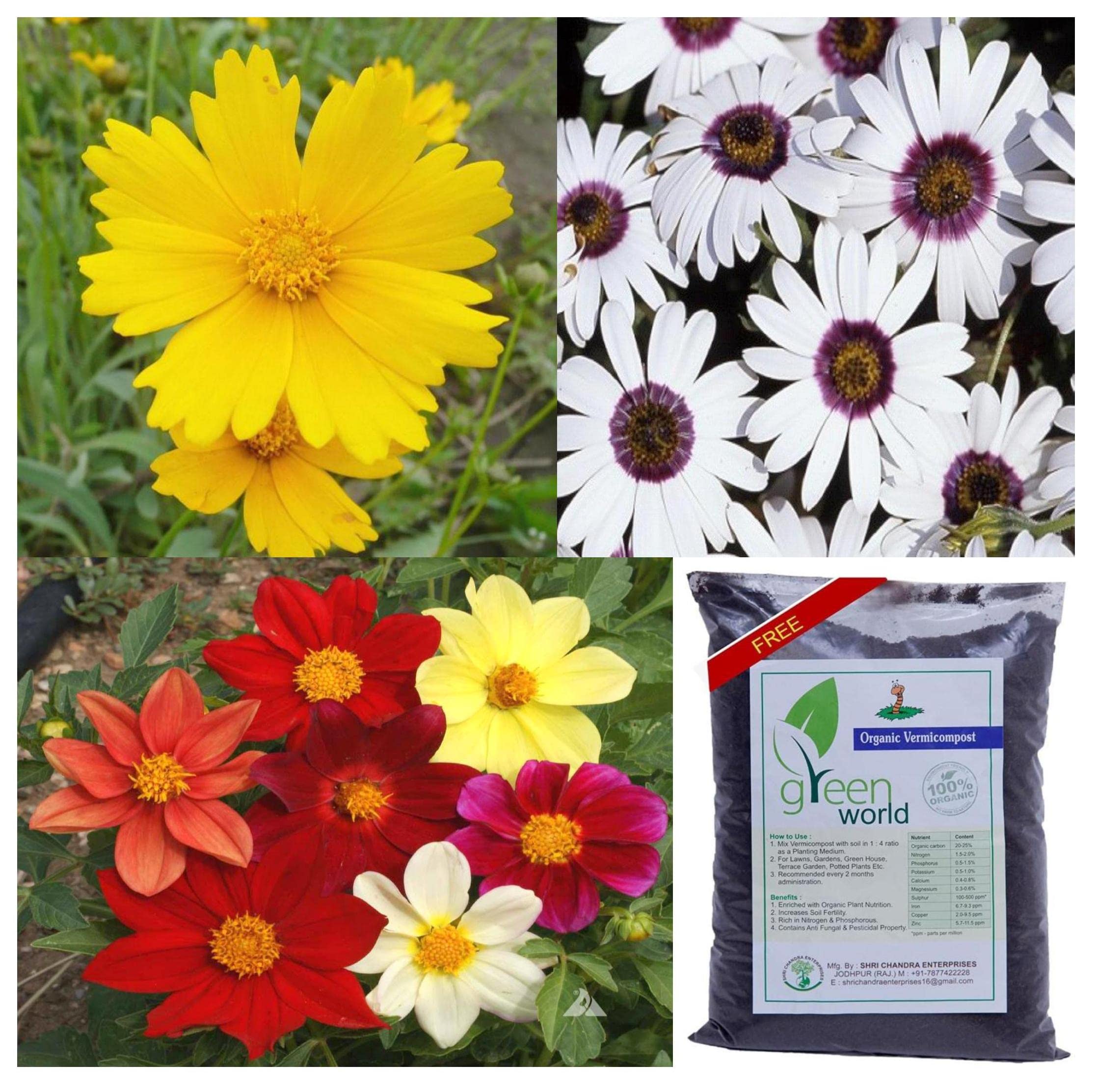 Green World Combo Pack offer (10 seeds of Coreopsis lanceolata flower + 10 seeds of Dahlia variabilis flower + 10 seeds of Dimorphotheca flower) With 250 Grams Of Vermicompost Free (B09NDSH7T5) Amazon Price History, Amazon Price Tracker