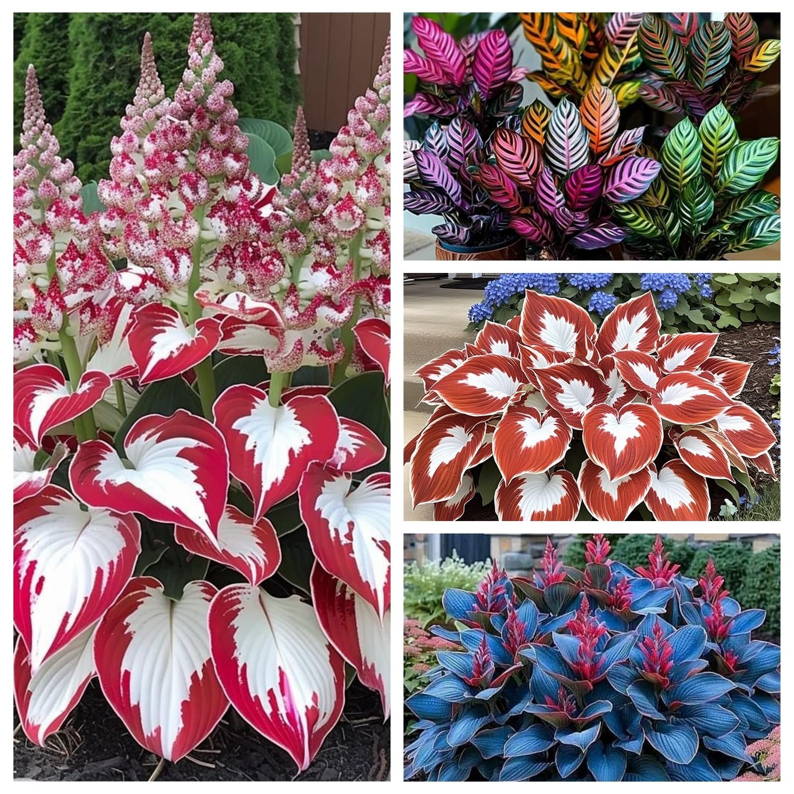 Now UK, Hosta Bulbs for Planting, Garden Displays, Wedding Flowers, Professional Planting, Resistant, Brilliant, Garden Flowers,-8bulbs-d