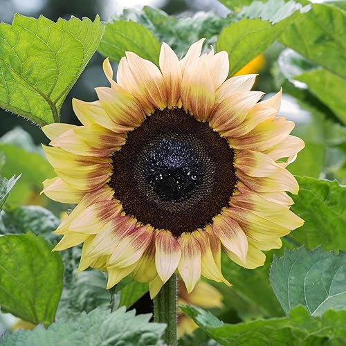 Miniatura 4 de Park Seed ProCut Semillas de girasol bicolor rojo y limón  Pétalos rojos llamativos con puntas de limón, variedad de primavera fácil de cultivar,