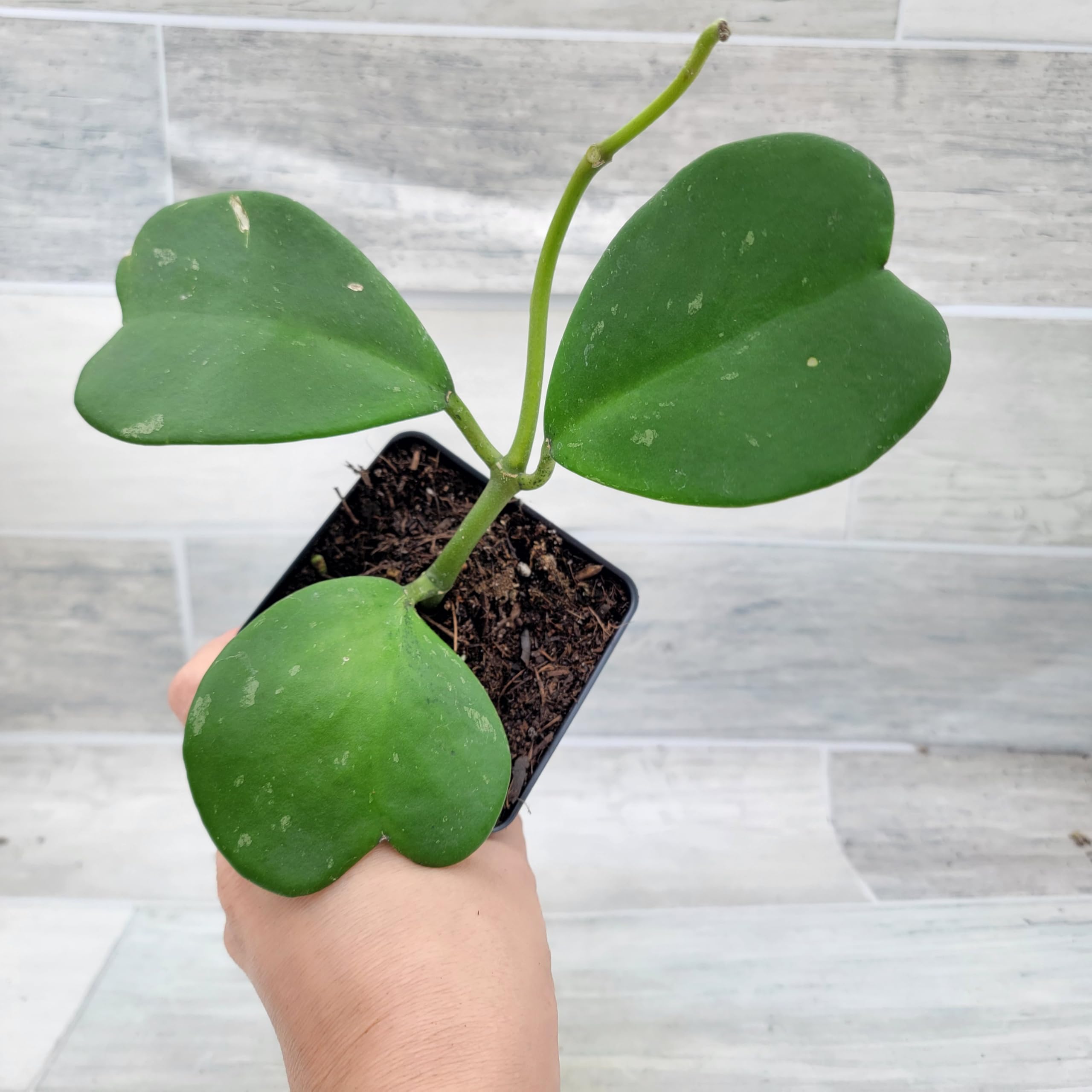 glass plant pot Mini Hydroponic Flower Pot: Transparent Glass Soilless Plant Pot for H   Thrive Ecosystems