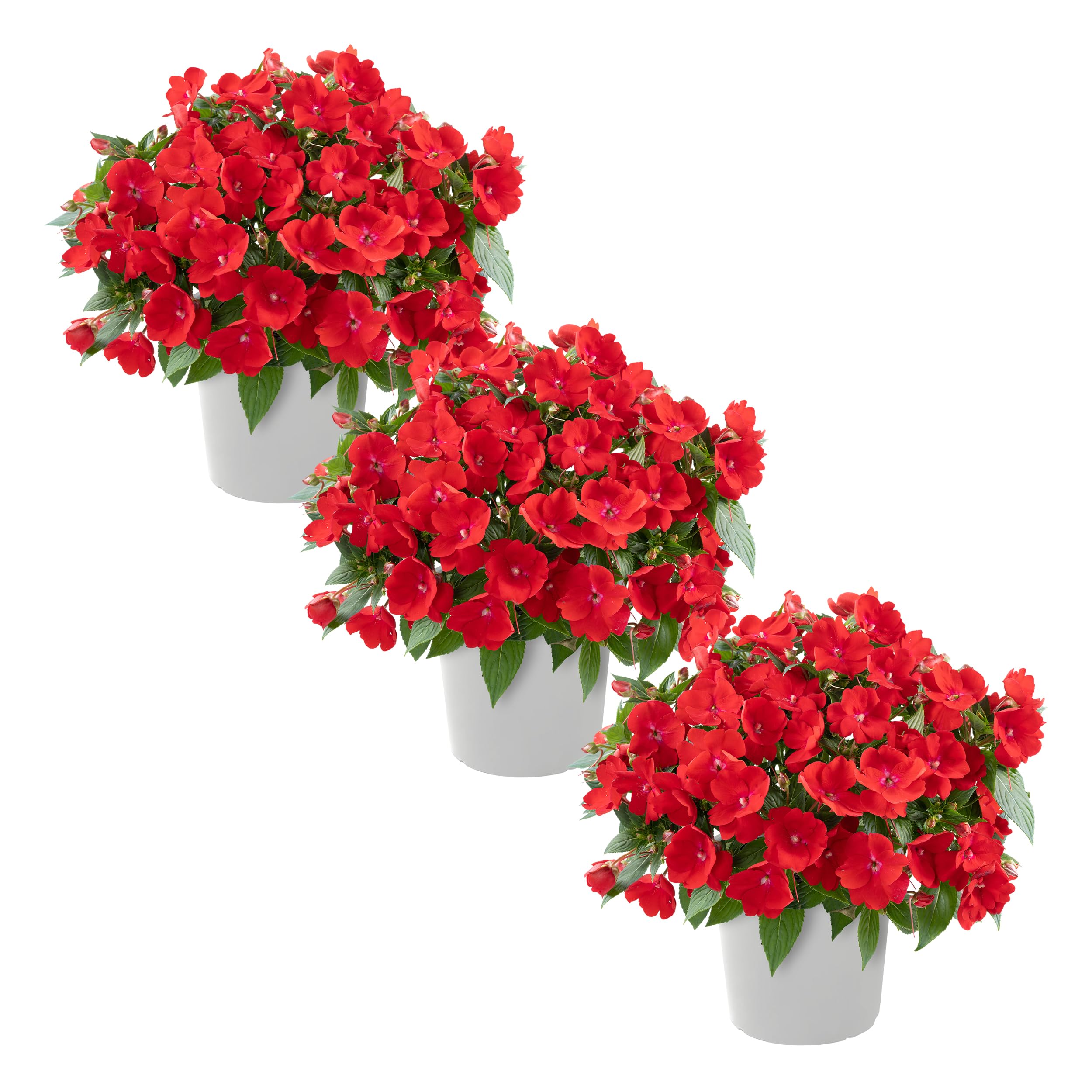 New Guinea Impatiens Red 3-Pack