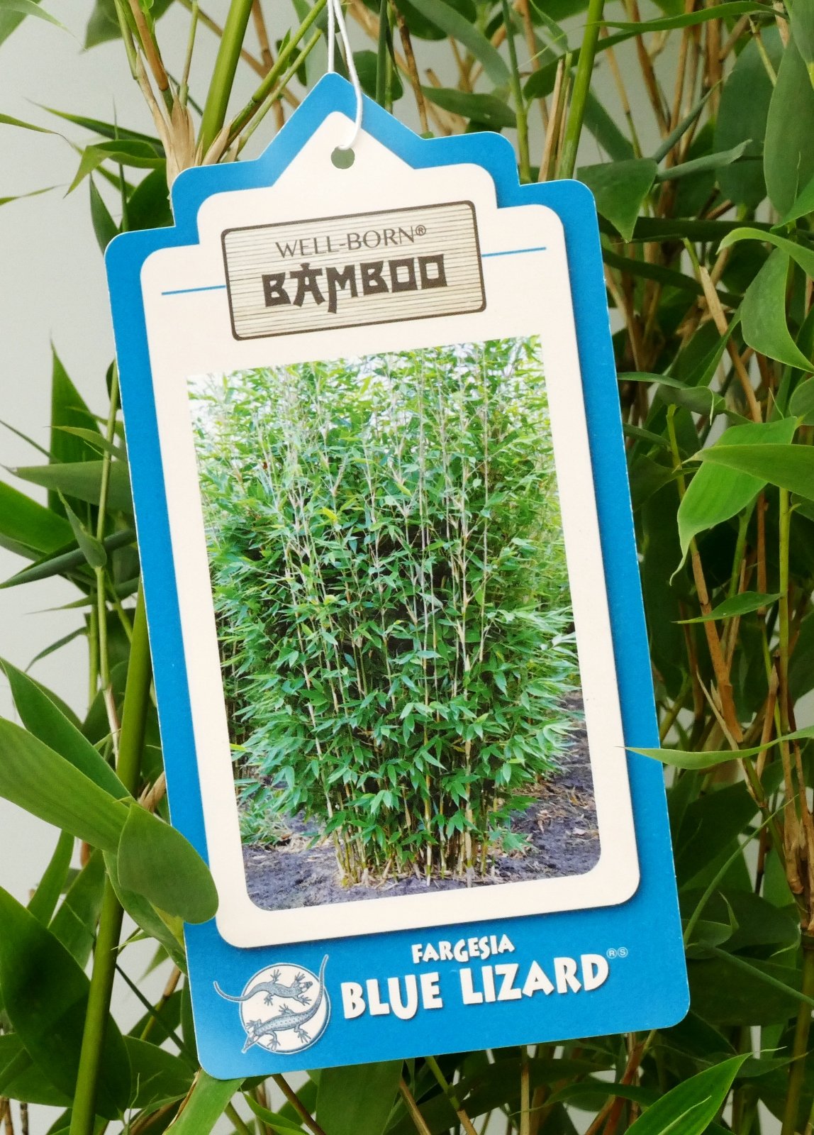 Bamboo Fargesia Blue Lizard - Blue Dragon Scale Bamboo, Hardy, Does Not  Form Root Runners ... (80/100 cm High) : Amazon.de: Garden