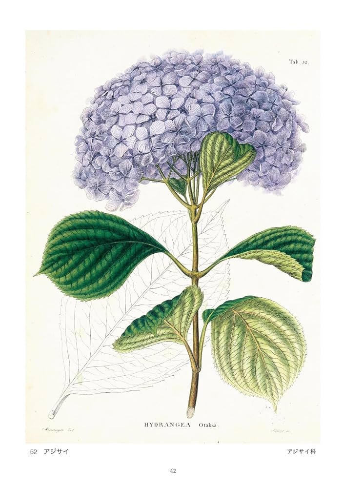 シーボルト『フローラ・ヤポニカ』：日本植物誌 【新版】 | 木村