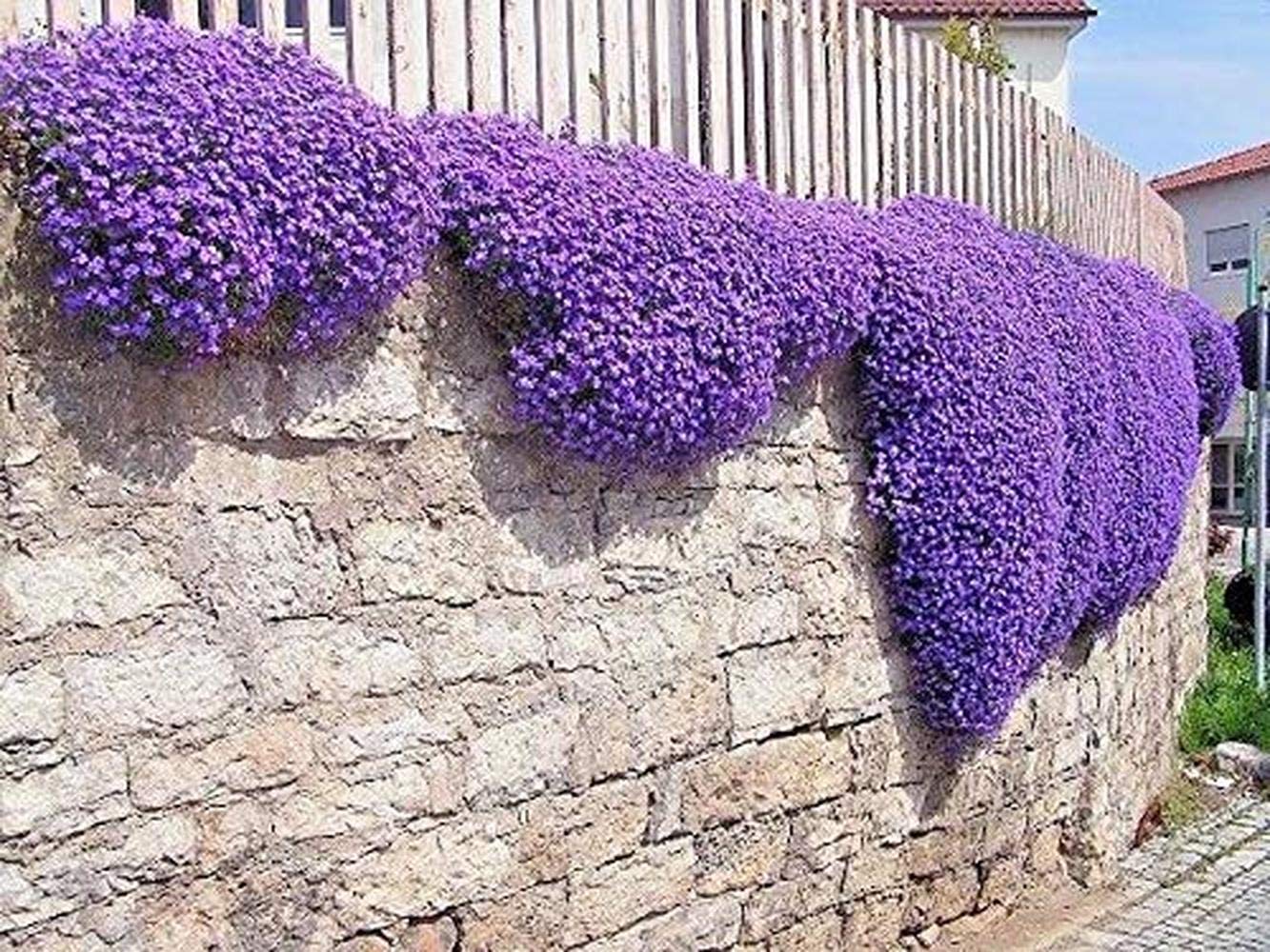 200pcs Thyme Seeds Purple Creeping Thyme Seeds Purple Flower Natural Garden Long-Term Grounded Easy to Grow