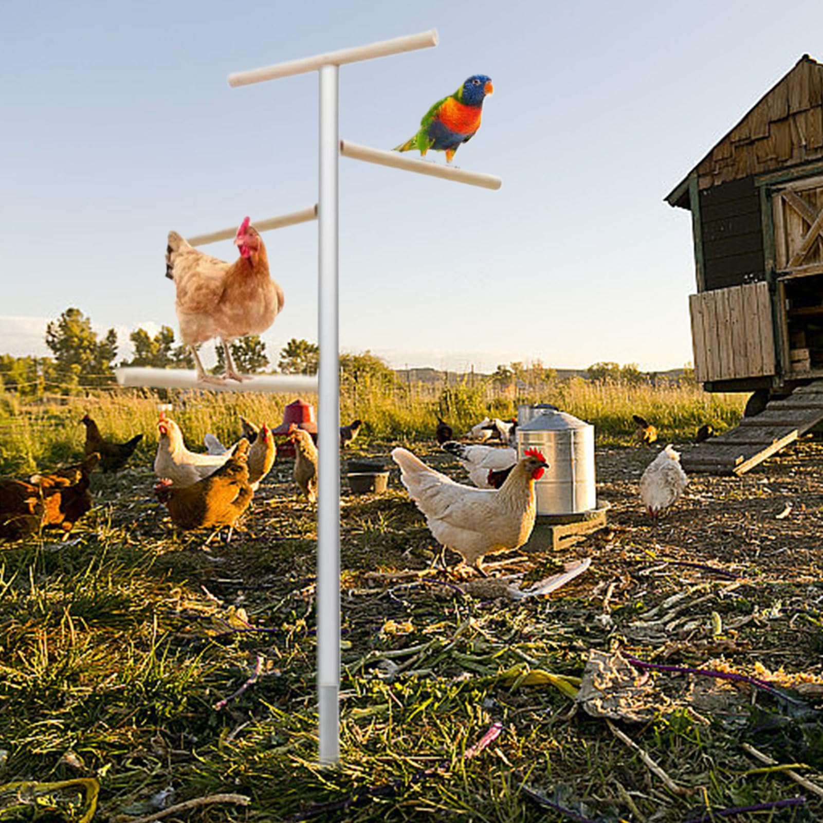 Perchoir À Poules 4 Niveaux Compact Robuste Multifonction