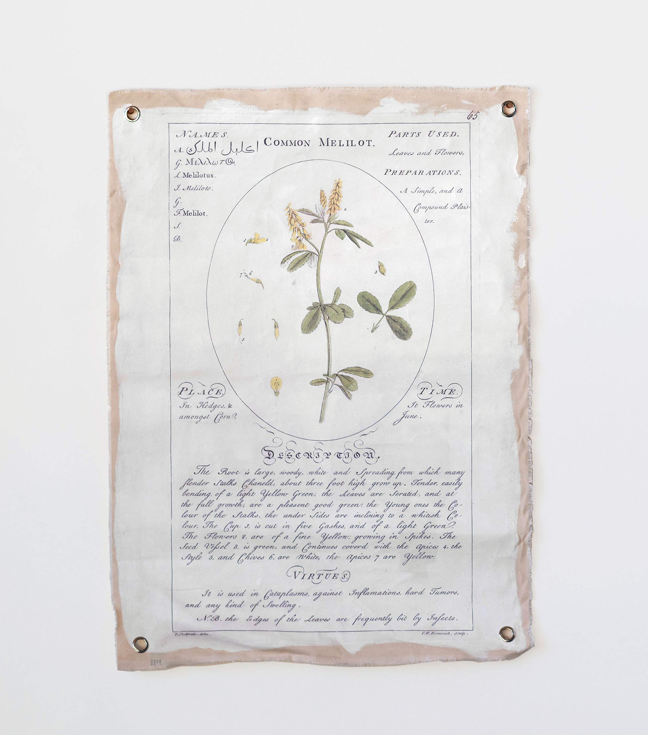 Creative Coop Vintage Reproduction Botanical Descriptions on Canvas