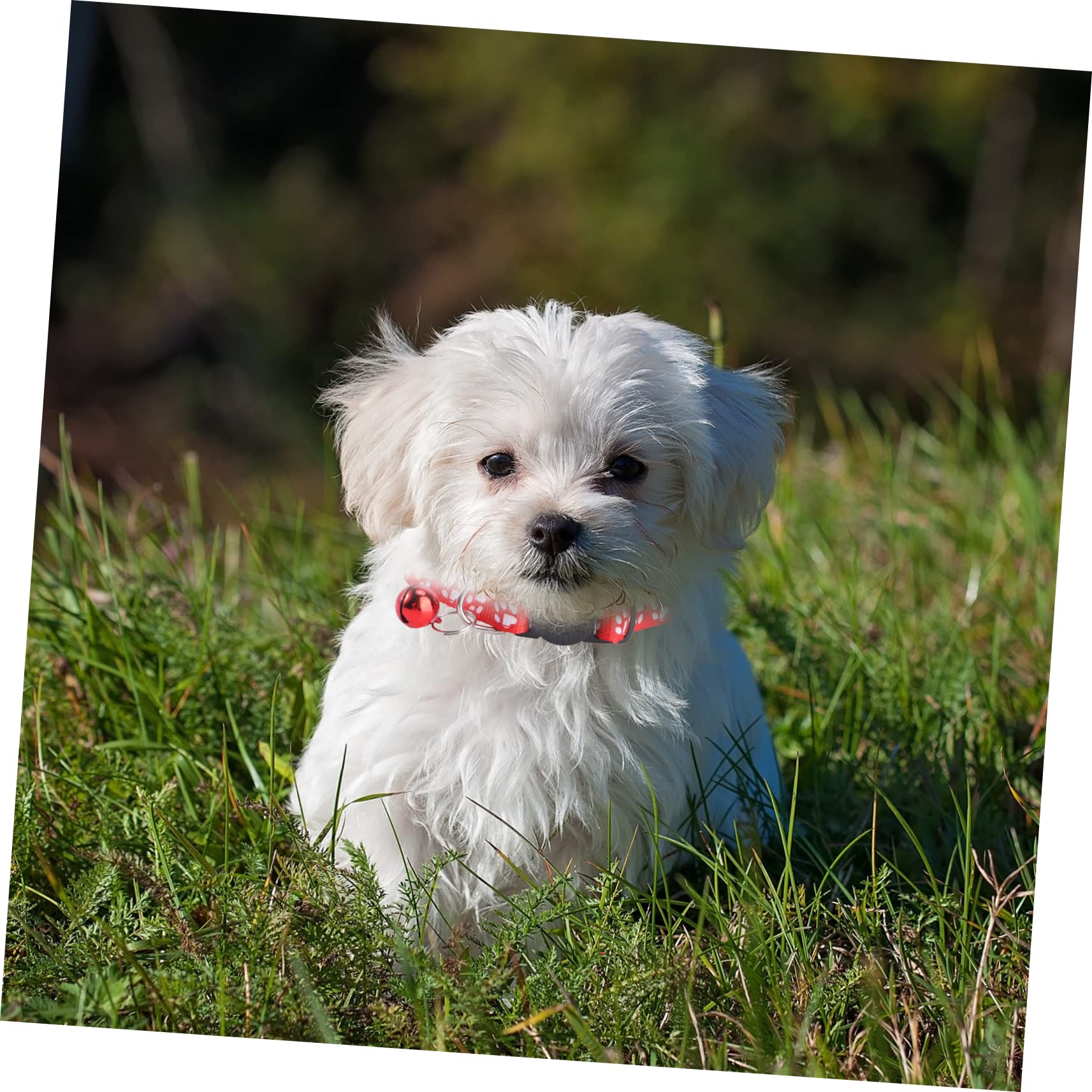 Mipcase 36pièces Collier pour Animaux De Compagnie Collier Collar Fashion avec Cloche pour Et Chiens