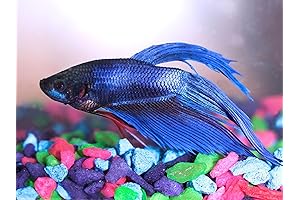 GettaBetta™ Live Blue Betta Fish - Freshwater Fish