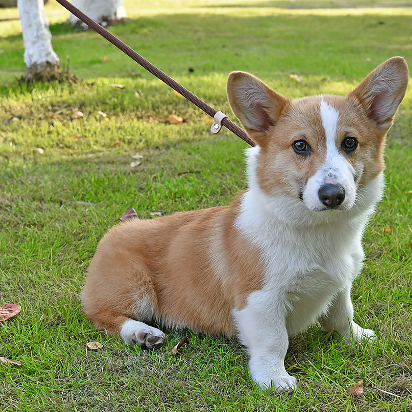 Generic Laisse Longue pour Chien en Nylon avec Poignée Confortable Laisse Chien, Laisse Corde pour Petits, Moyens et Grands Chiens pour la Marche Quotidienne et Le Dressage