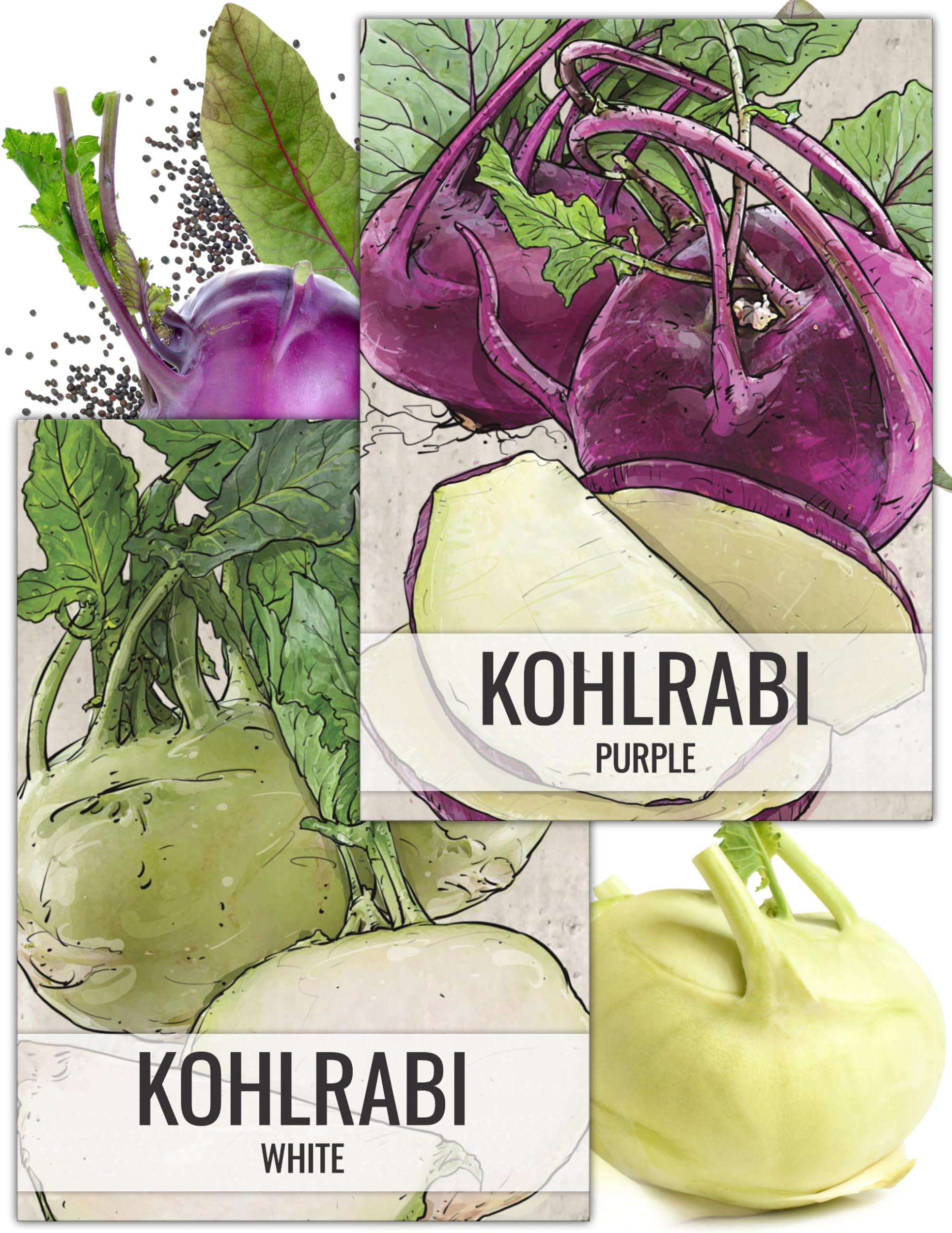 Seed Needs, Kohlrabi Seed Packet Collection (Purple/White, 2 Individual Varieties for Planting) Heirloom, Non-GMO & Untreated