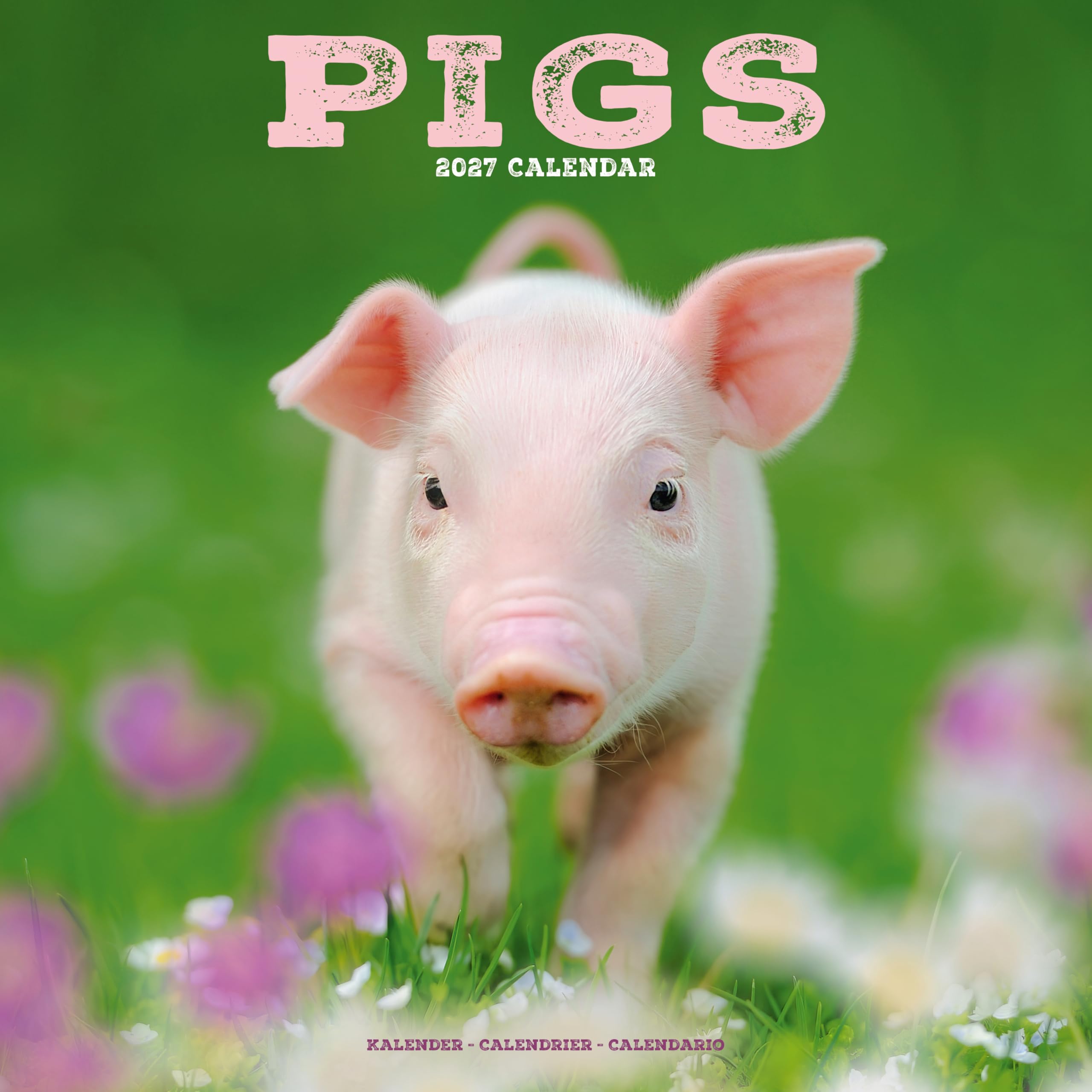 Pigs 2027 Calendar | Square Wall Calendar | Farm Animal Gift | Plastic Free Packaging | by Avonside Publishing