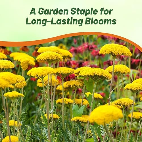 Miniatura 5 de Outsidepride Semillas de milenrama Parker  5000 piezas. Semillas de flores perennes, versátiles, formadoras de grumos y tolerantes a la sequía para