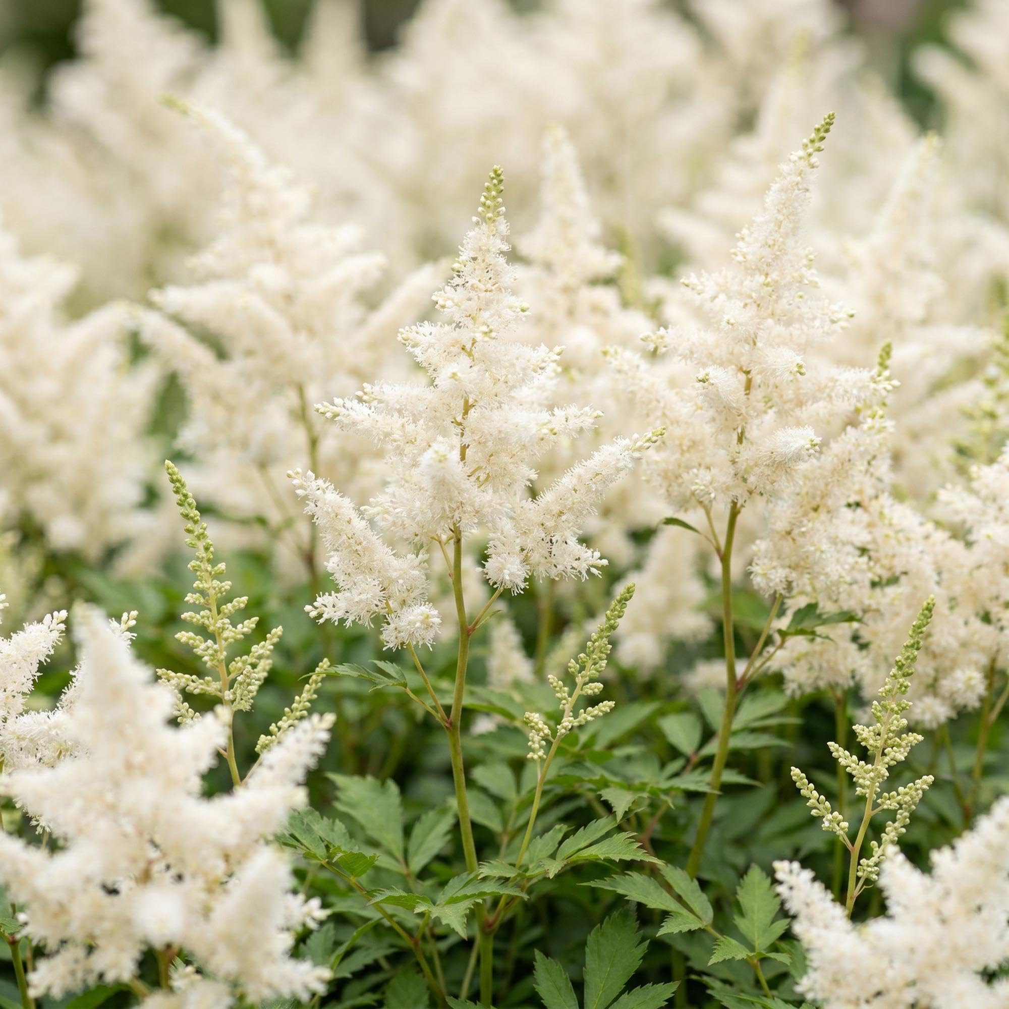 Piante Perenni Astilbe Deutschland da Ombra, Bianco, Set di 3, Vaso 11cm