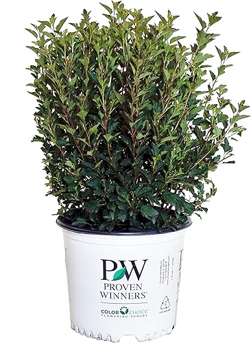 Miniatura 9 de Ganadores probados - Physocarpus op. Vino de verano (Ninebark) Arbusto, follaje rojo, #3 - Contenedor de tamaño