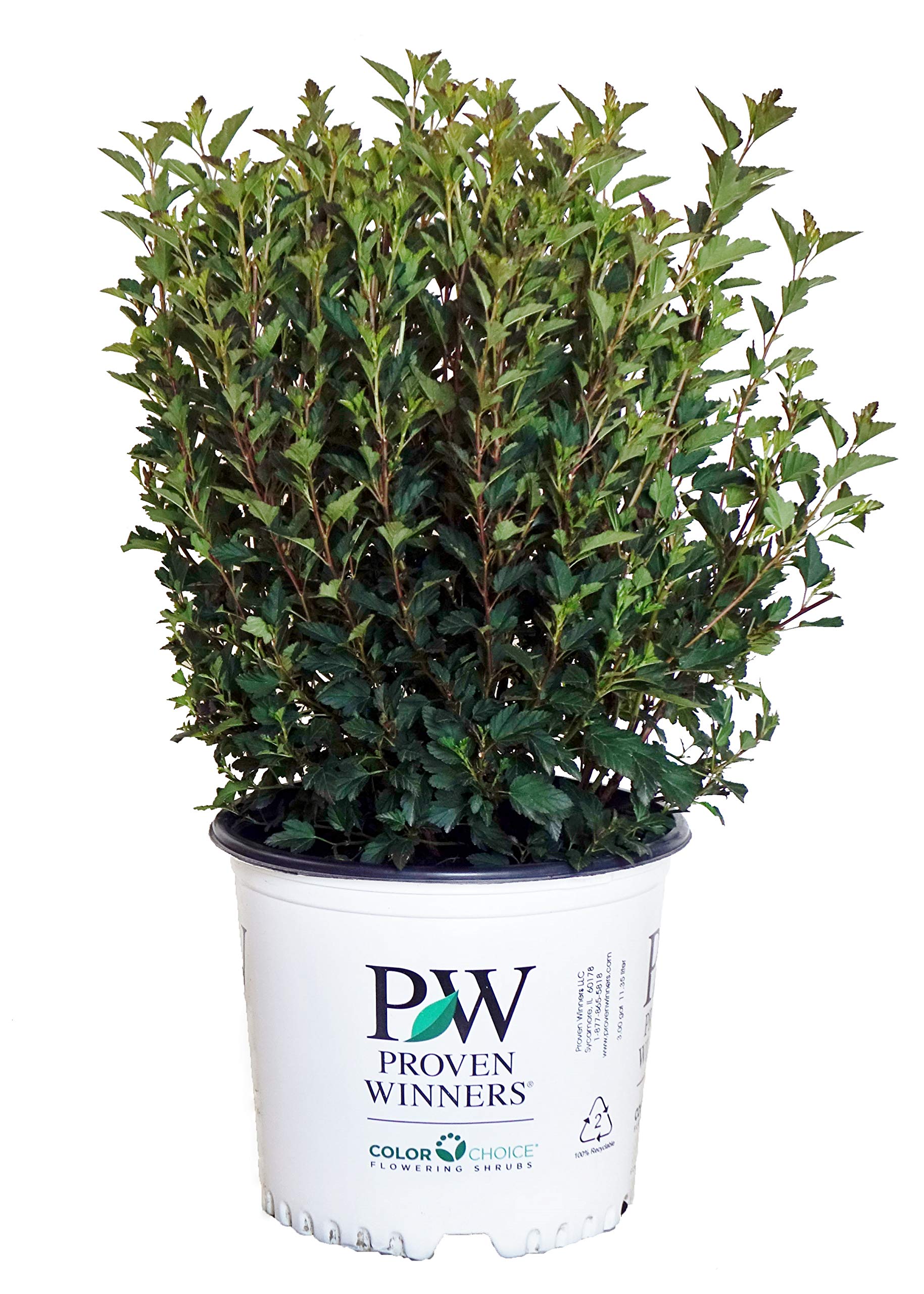 Physocarpus Tiny Wine Ninebark