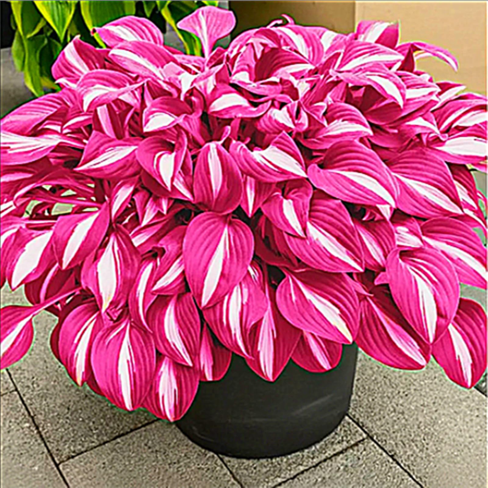 Hostas Plants for Sale,Hostas Mix,Good for Containers Golden Jade Carving Feels Beautiful-15bulbs-H