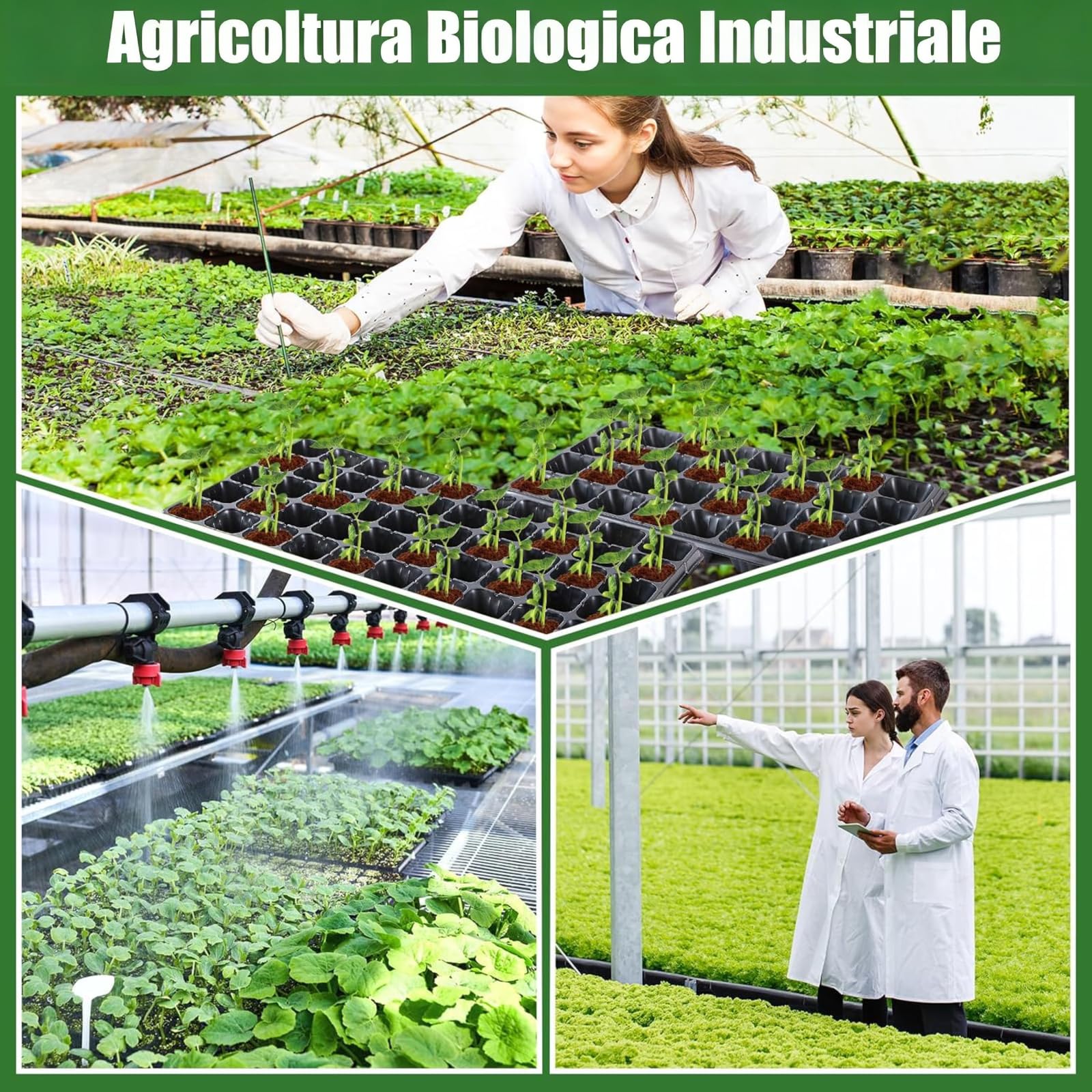 predolo 12 Vassoio Germinazione per Piantine da con Griglia, Vasi per Semina con Foro di drenaggio, Semenzaio, Mini Serra, Vaso di Propagazione per Frutta, Coltivazione da Interni ed Esterni, 72 Celle