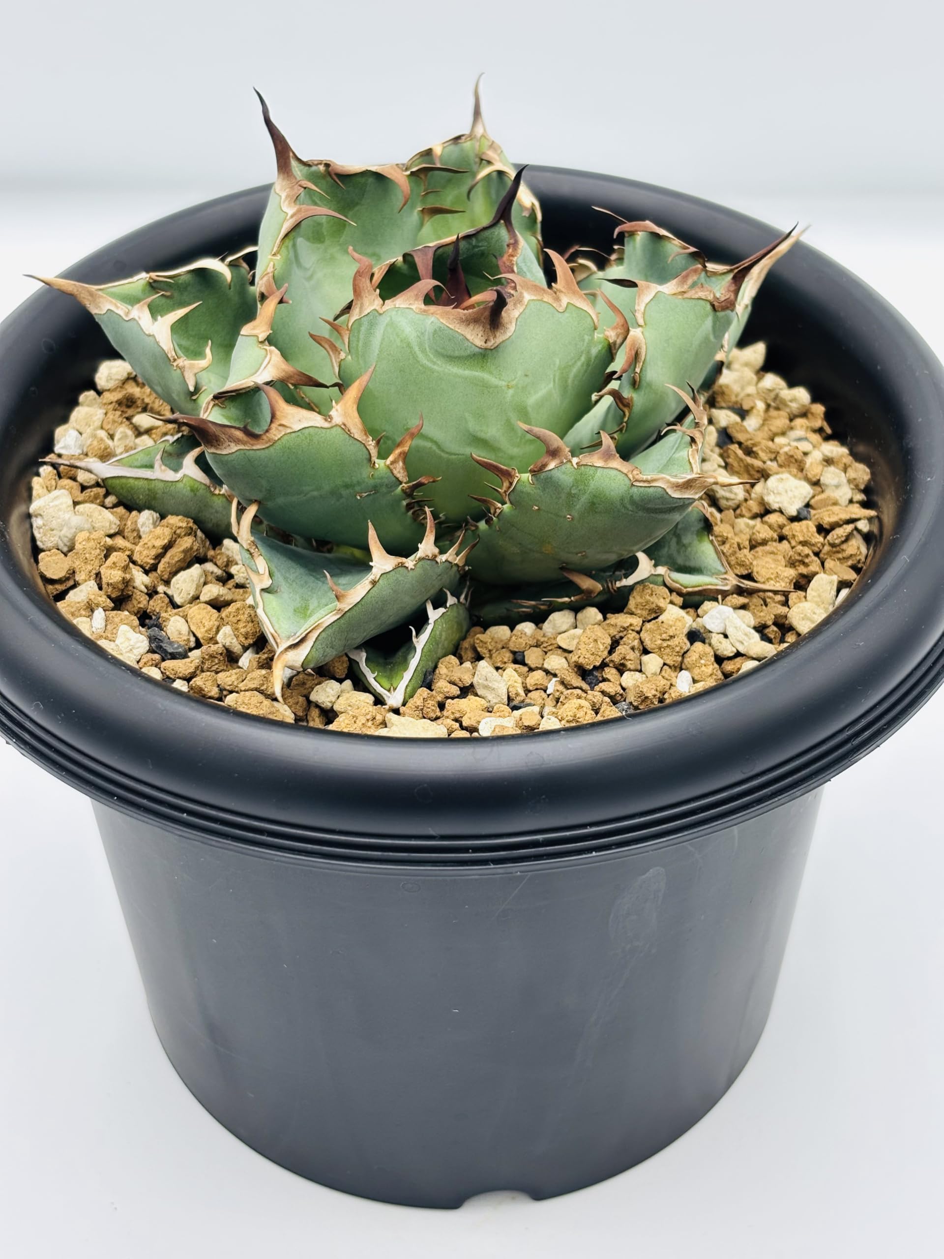 Amazon｜アガベ チタノタ 黒鯨(コクゲイ)/Agave titanota 'Black Whale