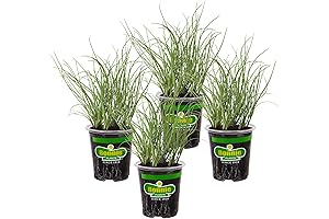 Bonnie Plants Onion Chives - Perennial EBT Fruit Trees, Non-GMO, Great for...