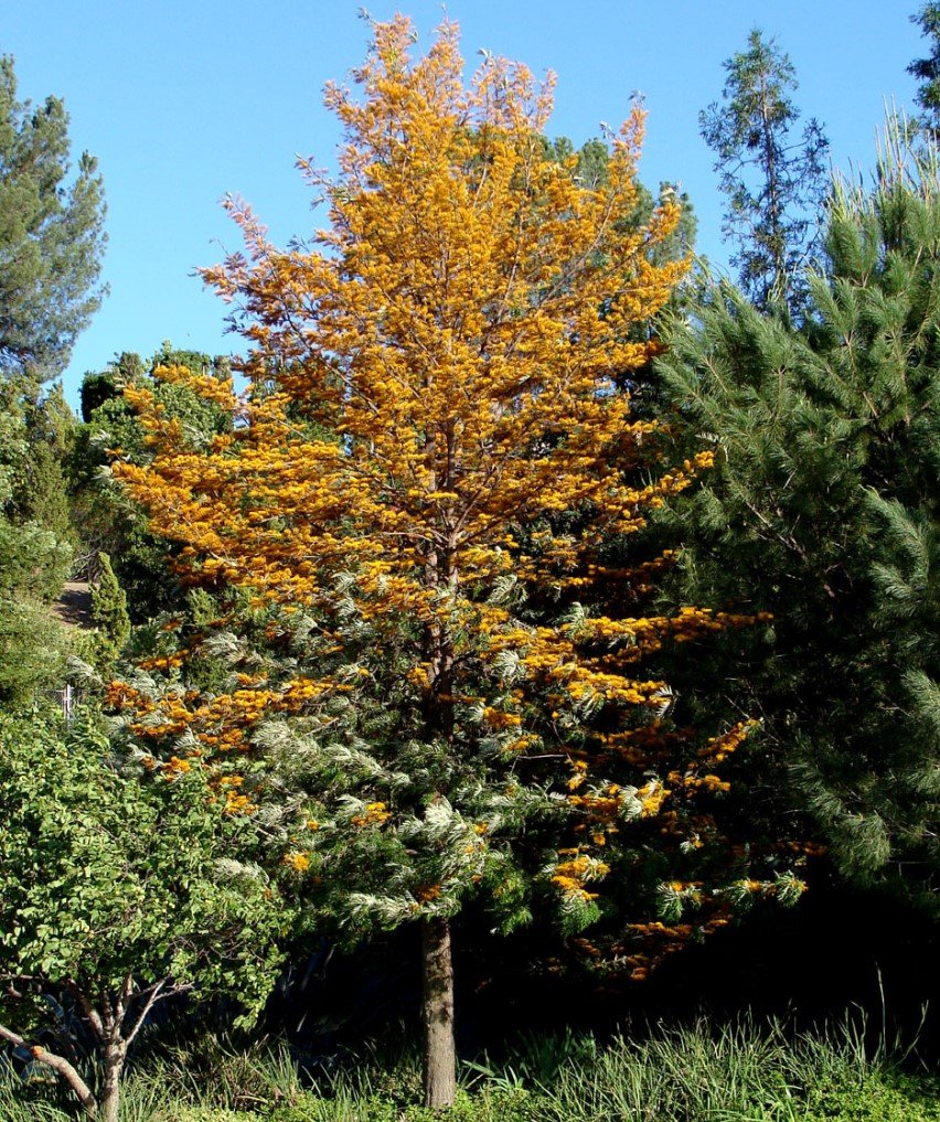 Creative Farmer Tree Seeds Silky Oak Tree, Silkoak Grevillea Robusta Ornamental Tree Seeds Kitchen Garden Seeds Pack