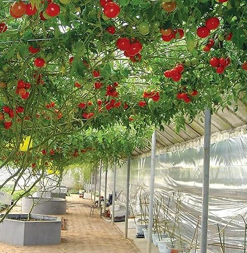 Miniatura 4 de CHUXAY GARDEN Semilla de tomate italiana de árbol 15 semillas de tomate grande de vid de tomate jugoso dulce sabor único regalos de jardinería de