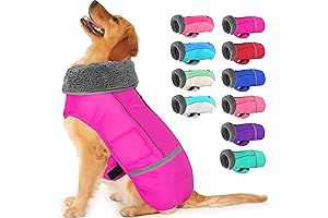 Dog Winter Coat: Waterproof, Warm, and Unleash Your Dog's Winter Spirit