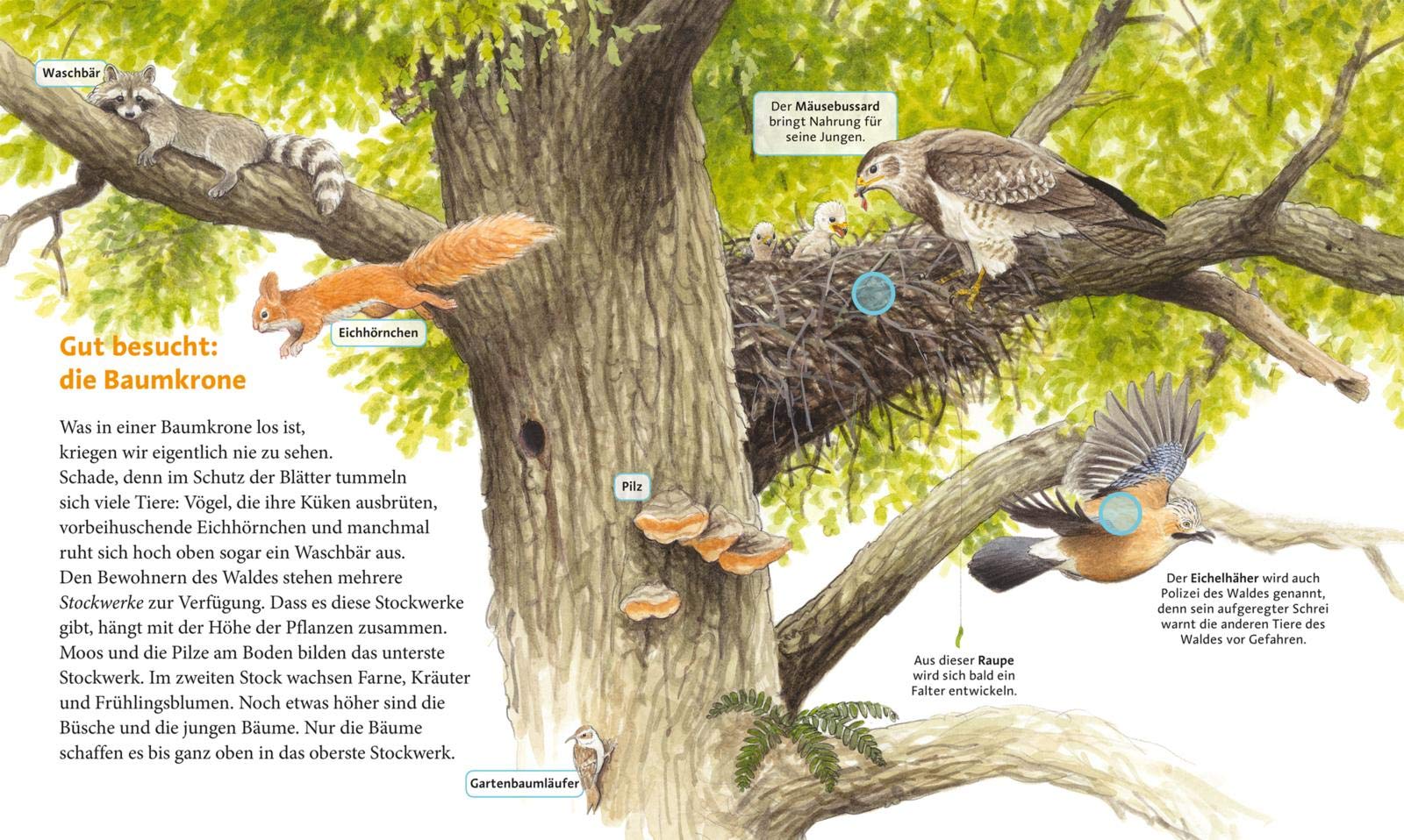 Hör mal (Soundbuch): Erlebe den Wald: Mit 16 echten Geräuschen aus dem Wald