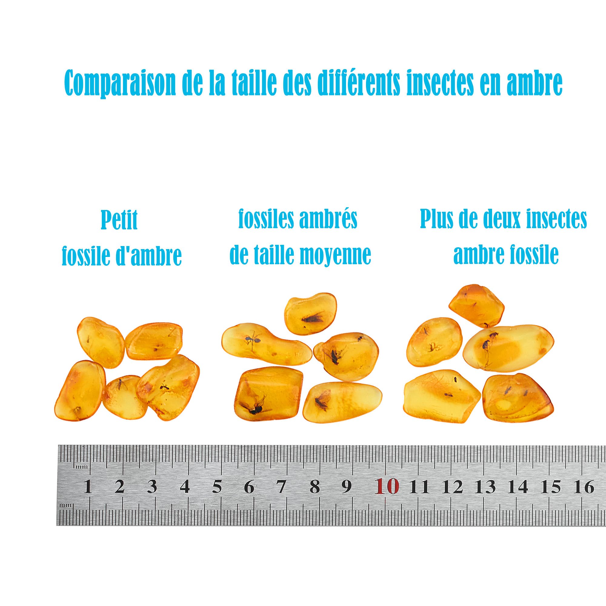 Natural Baltic Ambre avec Insecte - Ensemble de 4 spécimens fossiles d'insectes ambrés - adapté aux Collections et à l'éducation Scientifique (Fossile d'ambre avec Insectes Multiples)