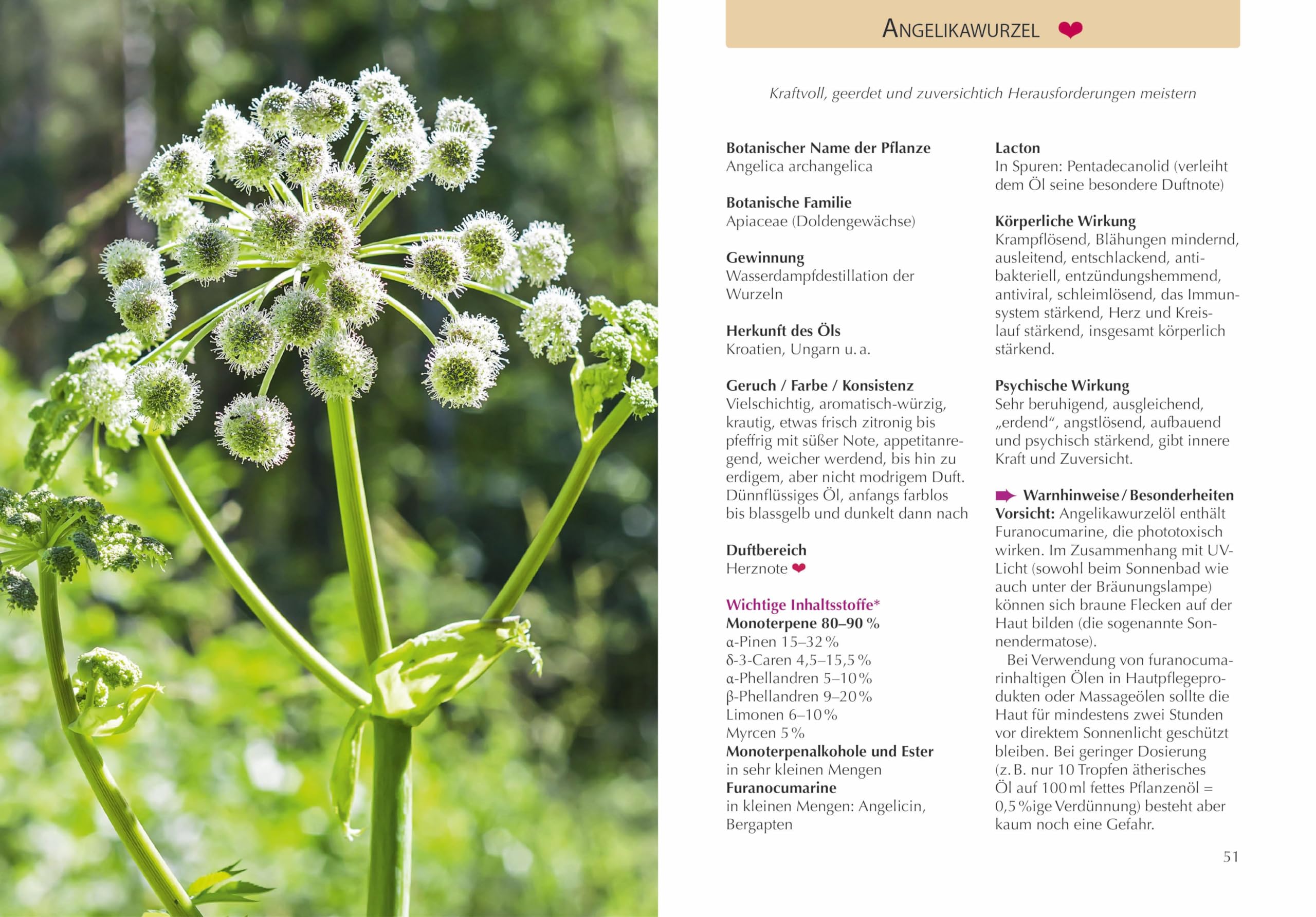 Handbuch Ätherische Öle: 65 Öle für Gesundheit und Wohlbefinden. Kompaktes Fachwissen für Aromatherapie und Aromapflege