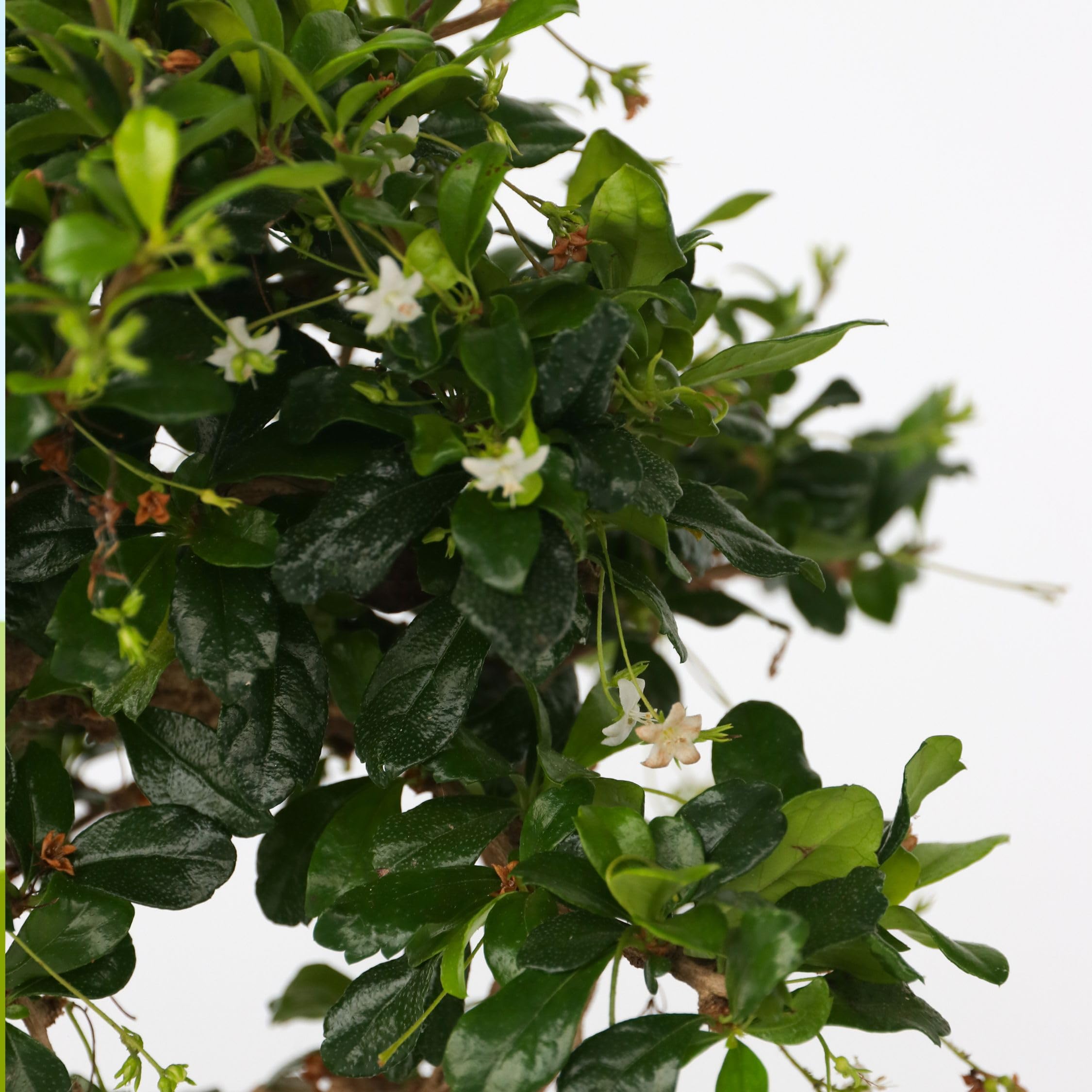 Plant in a Box - Carmona microphylla - Hauteur 20-25cm - Bonsaï Carmona Forme en S - Pot 15cm