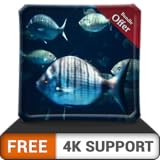 無料のラッシュ水族館HD-HDR4K TV、8K TV、火器の水族館にいる大きな魚の群れを壁紙、クリスマス休暇の装飾、調停と平和のテーマとして