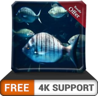 free rush aquarium HD - multidão de peixes grandes no aquário em sua TV HDR 4K, TV 8K e dispositivos de fogo como papel de parede, decoração para férias de Natal, tema para mediação e paz