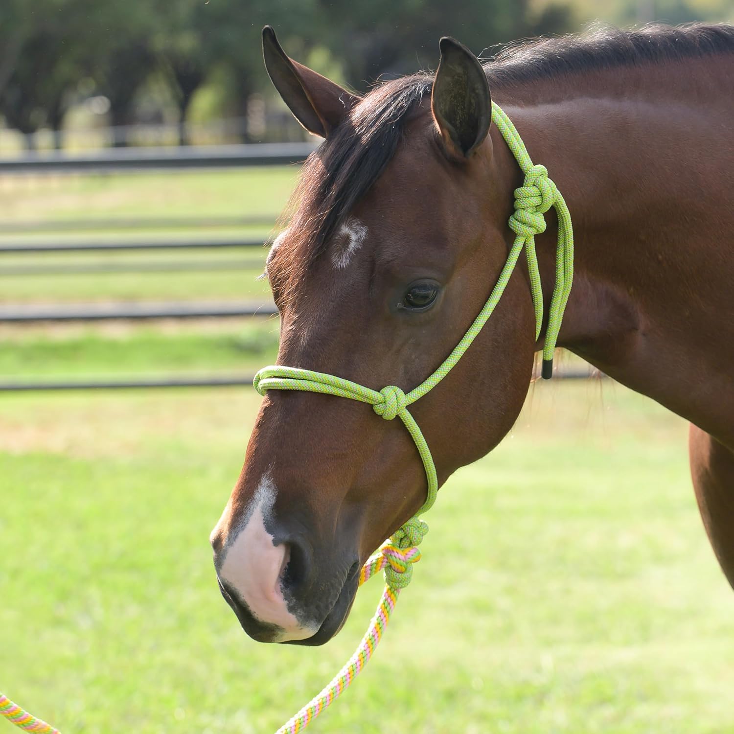 Professional's Choice Equisential Rope Halter with Matching 8' Lead