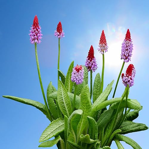 Miniatura 3 de QAUZUY GARDEN Más de 40 semillas de flores de orquídea, flores ornamentales reliquia, semillas de primula vialii para plantar decoración interior y