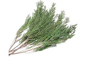 3.5OZ Preserved Real Pine Leaves Branches -17'' Natural Christmas Greenery Plants Pine...