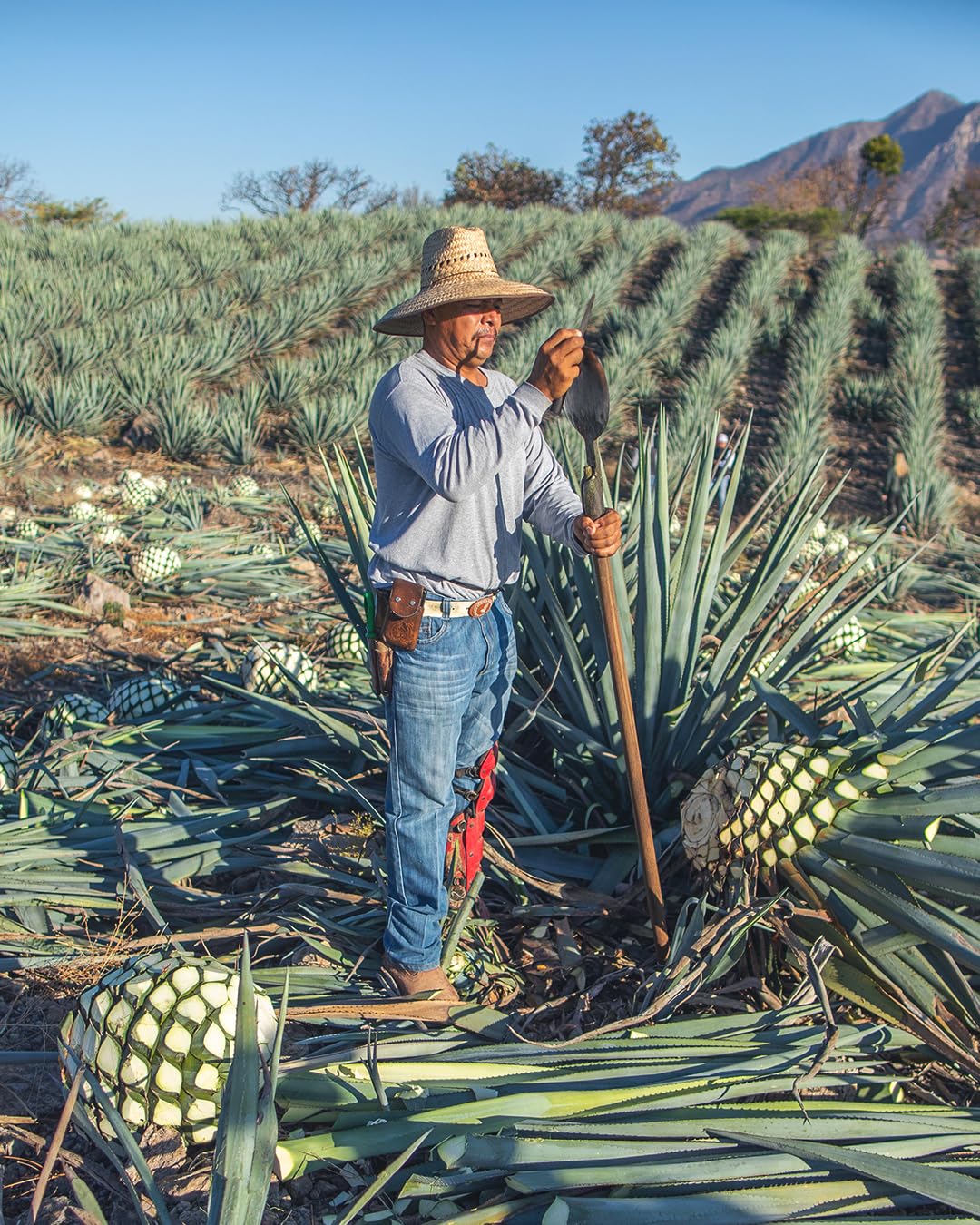 El Mayor Reposado Tequila 100% Agave