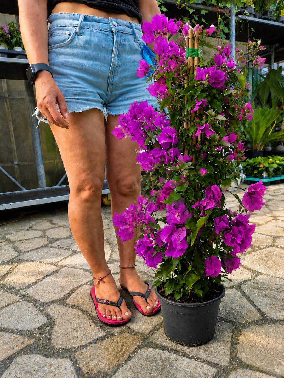POWERS TO FLOWERS - BOUGAINVILLEA GLABRA 'SANDERIANA' FUCSIA, ALTEZZA 80CM, pianta vera