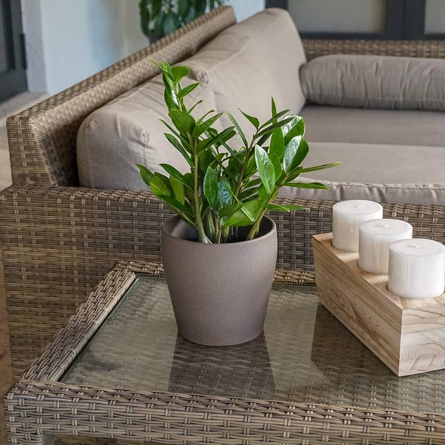 Amazon.com: United Nursery ZZ Plant – Zamioculcas Zamiifolia