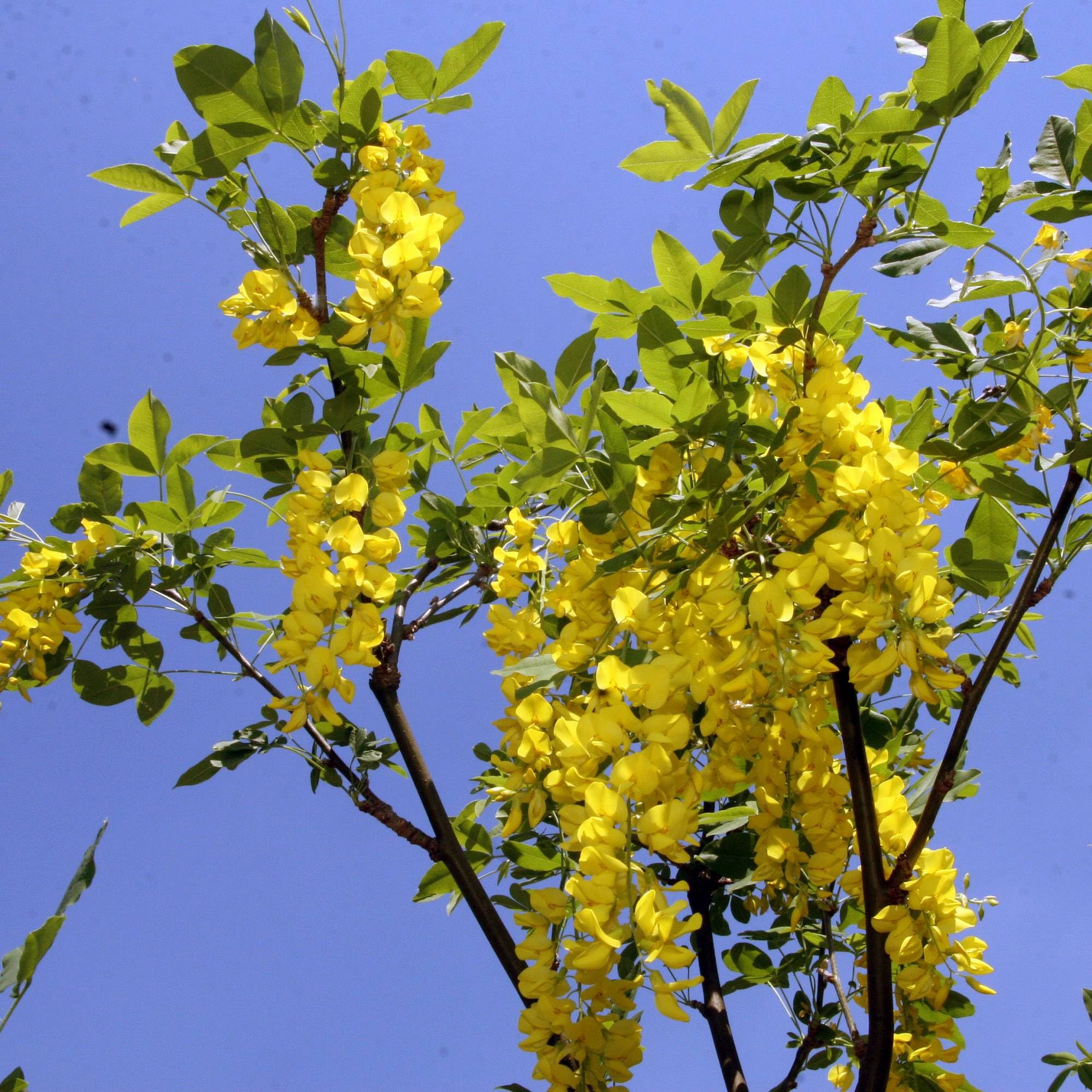 Vivai le Georgiche - Pianta vera di Laburnum x watereri "Vossii" Laburnum 'Famous Walk' Maggiociondolo di Voss - altezza alla vendita 140-160 cm