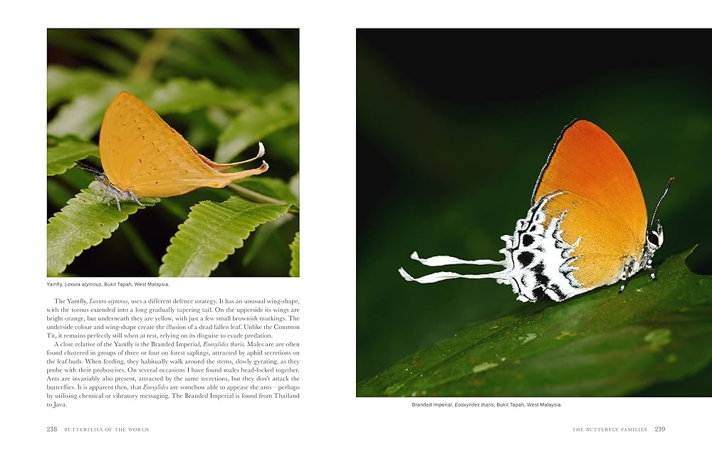 Butterflies of the World: Hoskins, Adrian: 9781921517334