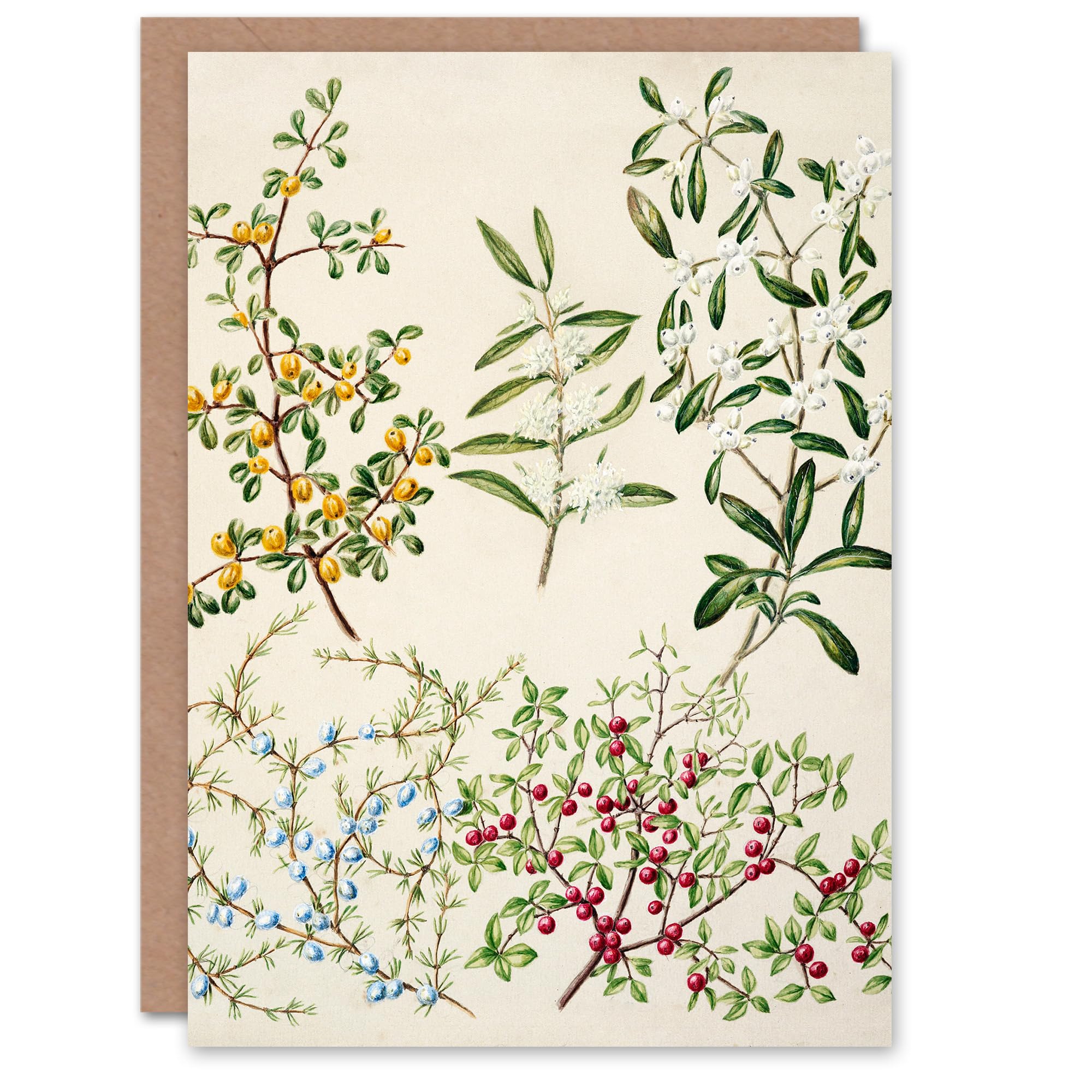 Artery8 Sarah Featon Art Card New Zealand Coprosma Acerosa Coastal Plant
