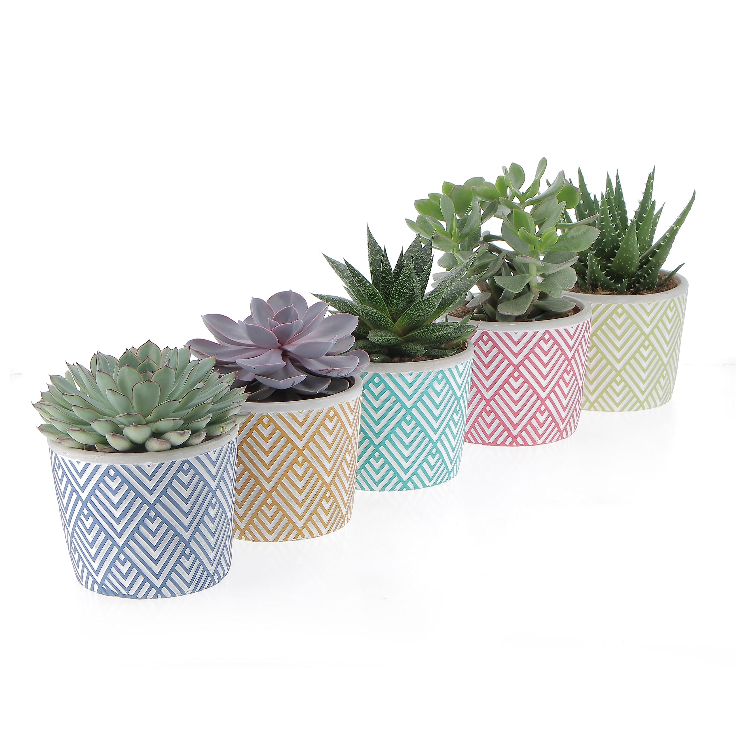 KENTIS - Set di 4 Vere Piante Succulente con Vaso Decorativo - Cactus Ornamentali da Interno - Piante Grasse da Appartamento - Pianta Succulenta - Vaso Ø 14 cm