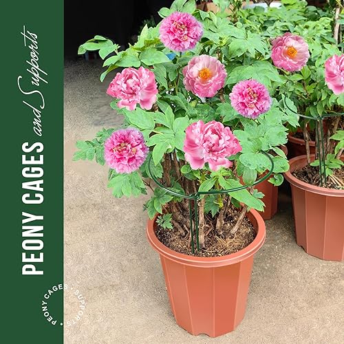 Miniatura 4 de LEOBRO Estacas de soporte para plantas, 4 estacas para plantas, soporte para plantas, jaulas y soportes de peonía, estacas de jardín, estacas para