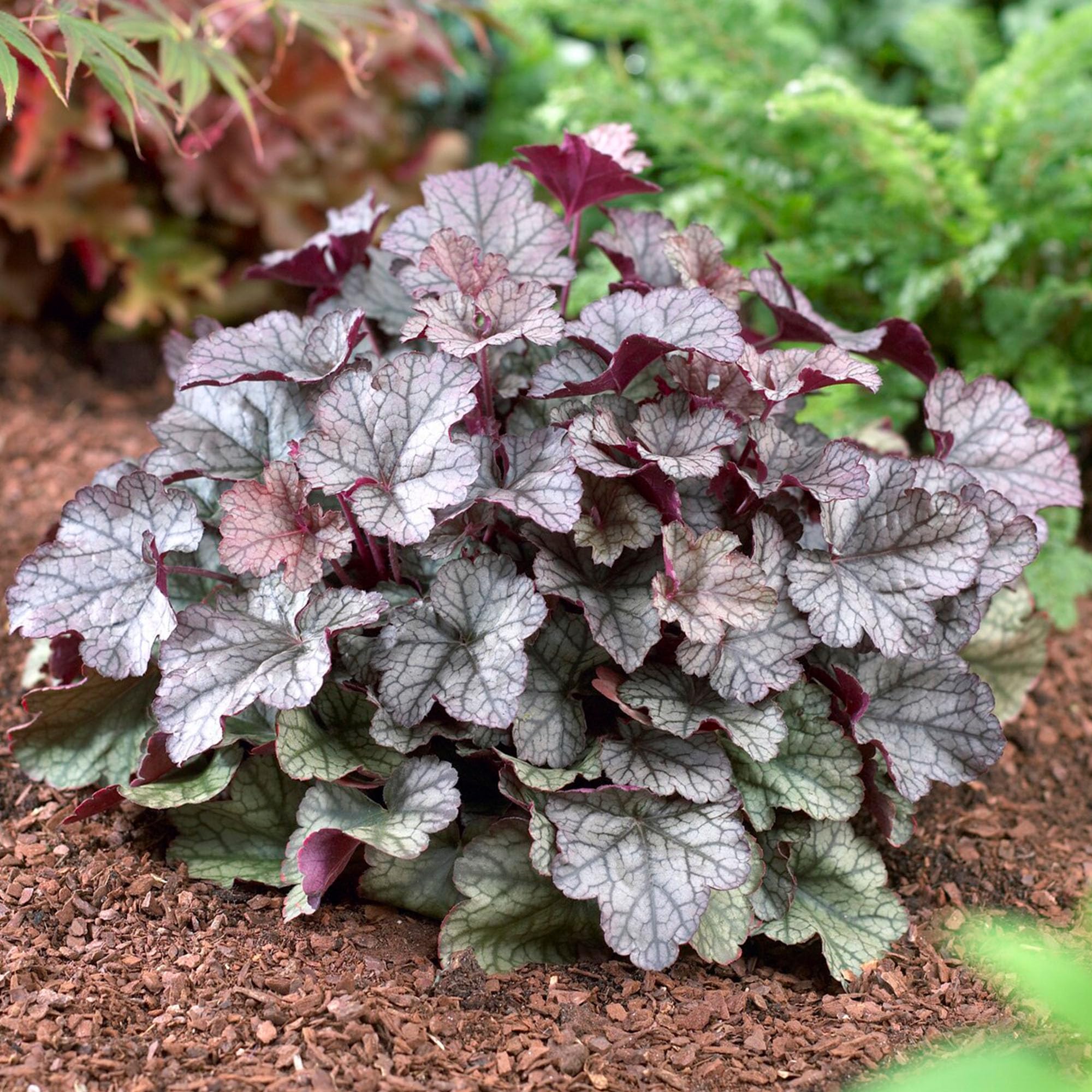 Heuchera Silver Scrolls | Coral Bells | Hardy Evergreen Outdoor Perennial | Plants Outdoor Garden Ready (3 Litre Pot, 20-30cm)