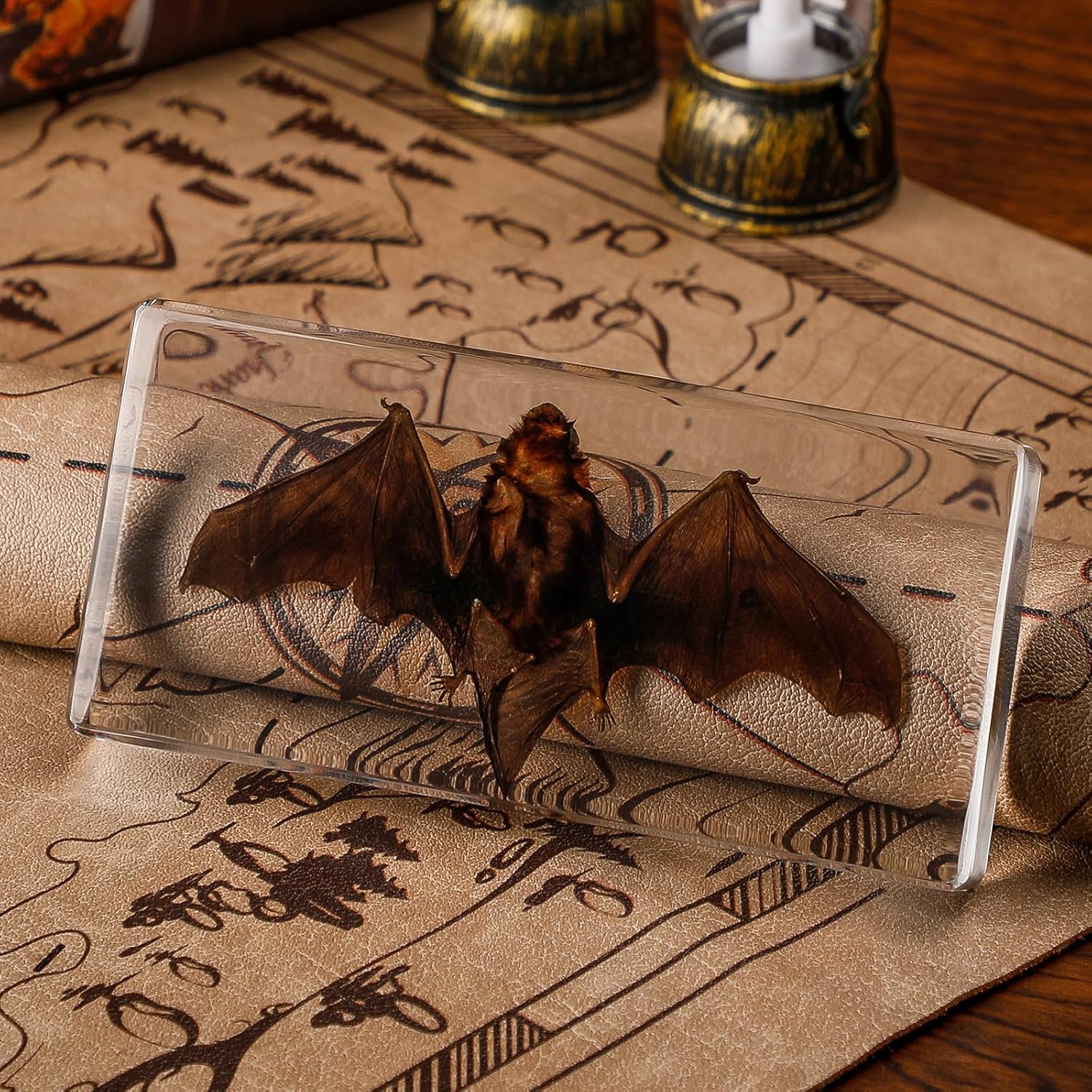 Taxidermy Bat Specimen in Resin – Real Preserved Animal Specimen, Oddities Collectible & Gothic Decor for Science Classroom, Unique Halloween, Christmas & Birthday Gift(5.5 x 2.5 x 0.7 inch)